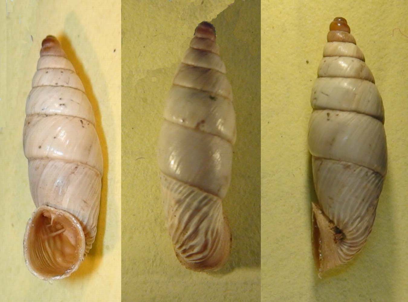 Medora dalmatina (Rossmssler, 1835)